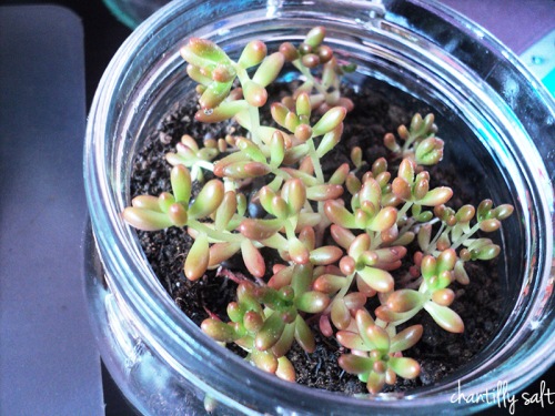 terrarium cactus 2